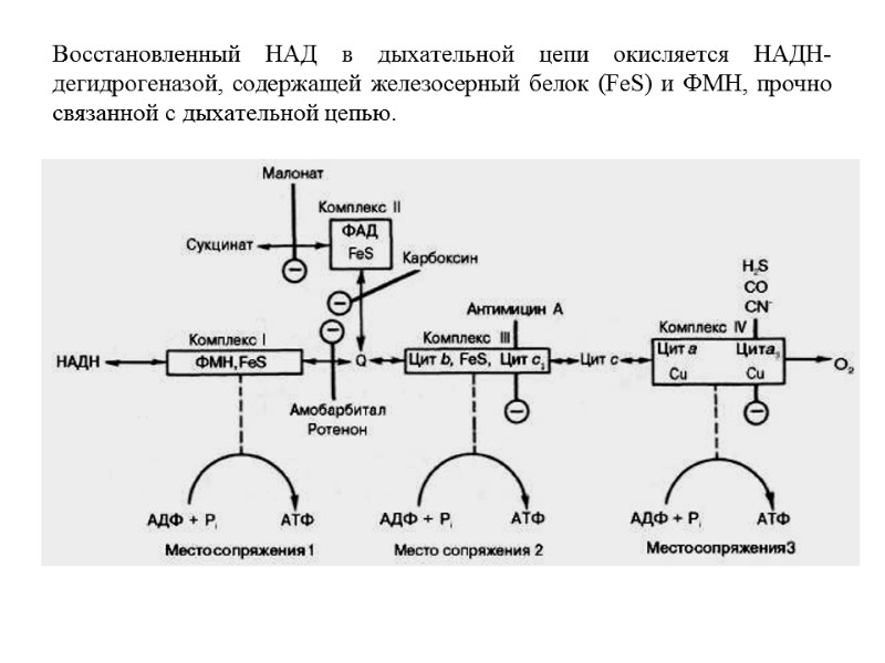 Восстановленный НАД в дыхательной цепи окисляется НАДН-дегидрогеназой, содержащей железосерный белок (FeS) и ФМН, прочно Восстановленный НАД в дыхательной цепи окисляется НАДН-дегидрогеназой, содержащей железосерный белок (FeS) и ФМН, прочно